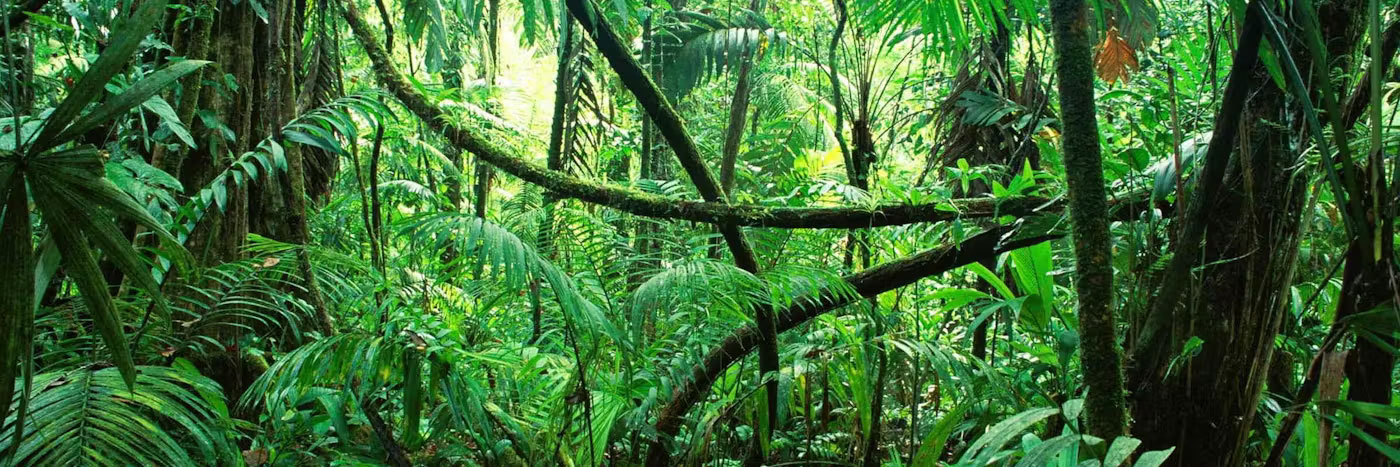 La Loi de la Jungle